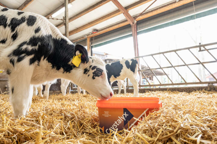 CRYSTALYX Mentholyx (Orange)